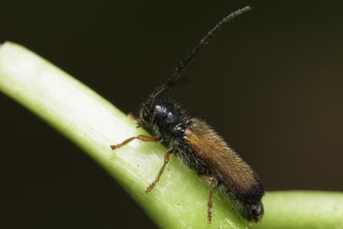 Réf. 356 581 : Tetrops starkii